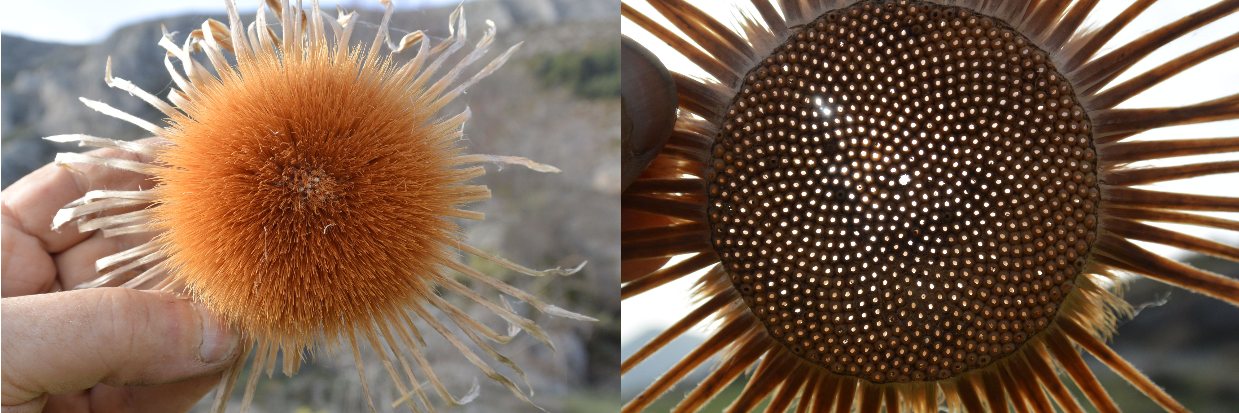 Carlina