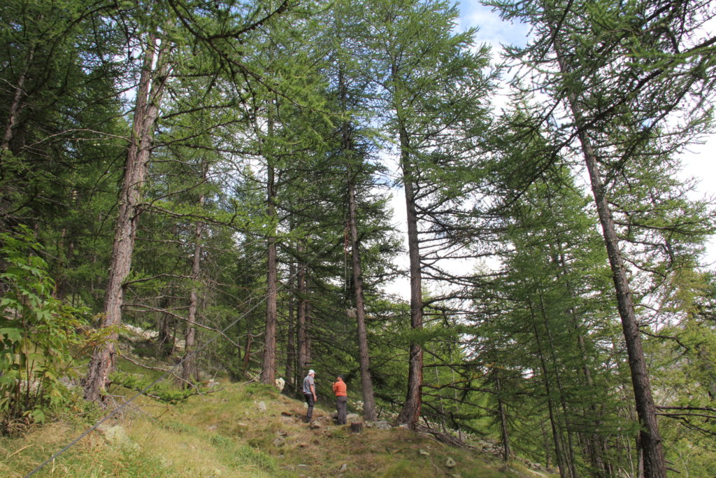IMG 1741 1024x683